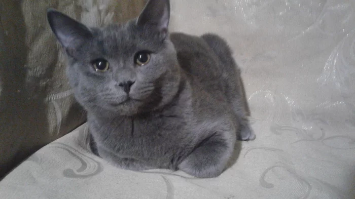 Help me find a family - My, Kittens, In good hands, cat, Help, No rating, City of Queens, Moscow region