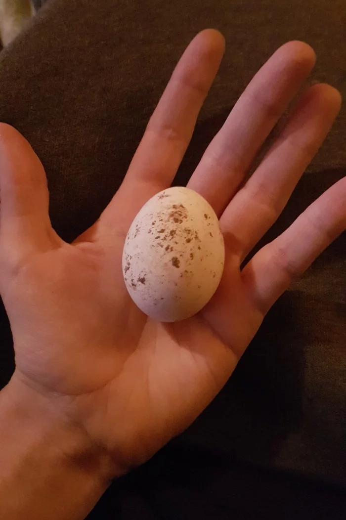 Turtle egg? - My, Eggs, Turtle, Neighbours, What's this?