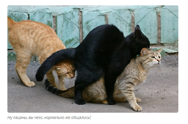 Кастрированный кот пристает к коту - Форум о кошках для любителей кошек и фелинологов