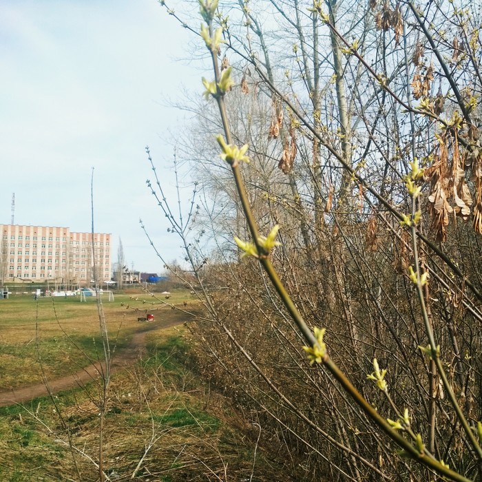 Благодаря карантину природа настолько очистилась, что начали распускаться почки на деревьях