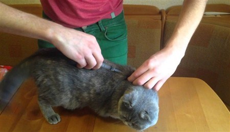 Как сделать кошке укол без помощи ветеринара