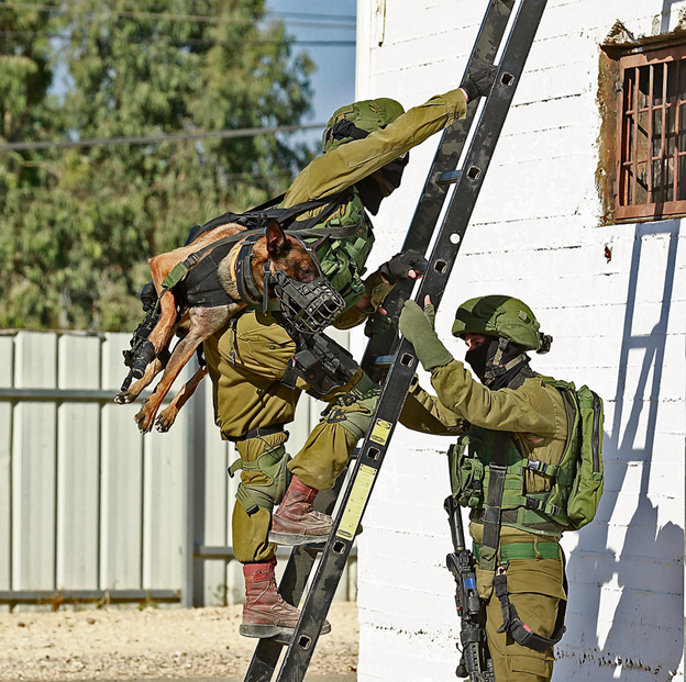 Israeli special forces war dogs - Special Forces, Israel, Dog, Service dogs, Tsakhal, Longpost