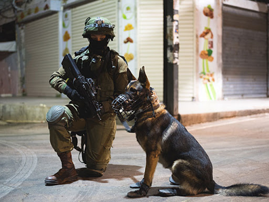 Israeli special forces war dogs - Special Forces, Israel, Dog, Service dogs, Tsakhal, Longpost