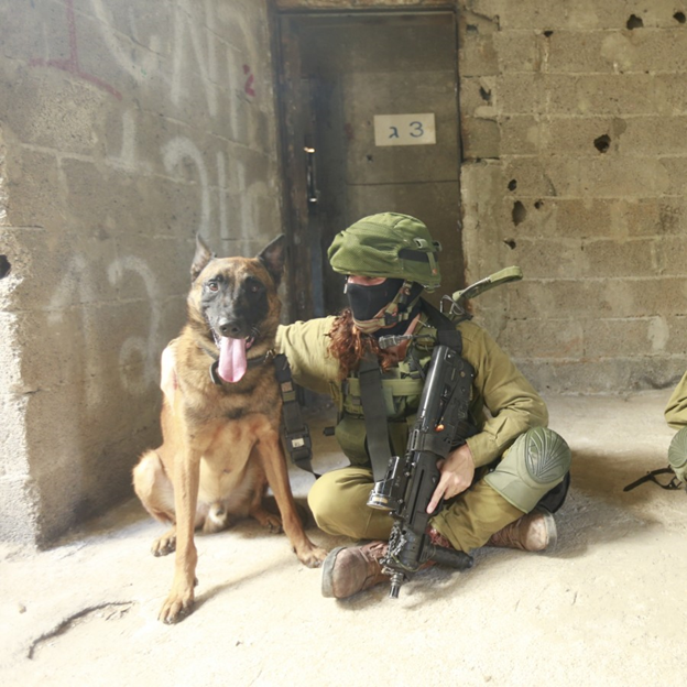 Israeli special forces war dogs - Special Forces, Israel, Dog, Service dogs, Tsakhal, Longpost