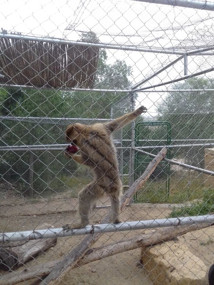 Tunisia. Zoo Phrygia (Friguia Animal Park) - My, Tunisia, Hammamet, , Relaxation, Travels, Animals, Longpost