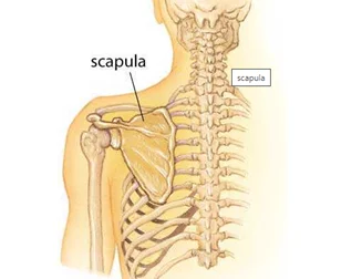 Skeleton of the upper limb. Shoulder girdle. Spatula - Anatomy, Blades, Longpost