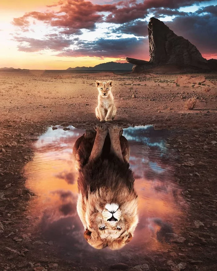 Was - Will become - Reflection, a lion, It Was-It Was, Big cats, Cat family, Animals