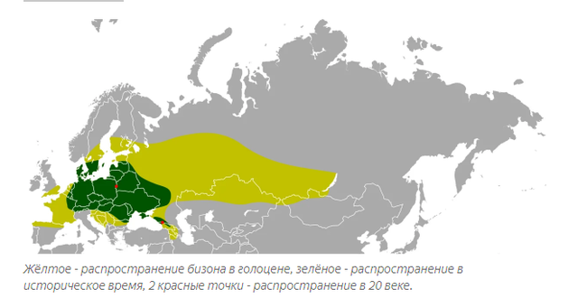 Bison and Bison: A story about death, resurrection and a bottle - Bison, Buffalo, Animal book, Yandex Zen, Longpost, Animals