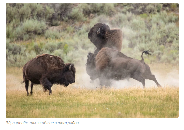 Bison and Bison: A story about death, resurrection and a bottle - Bison, Buffalo, Animal book, Yandex Zen, Longpost, Animals