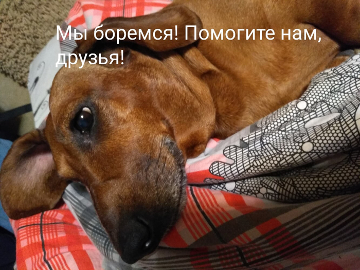 Рябят нужна помощь