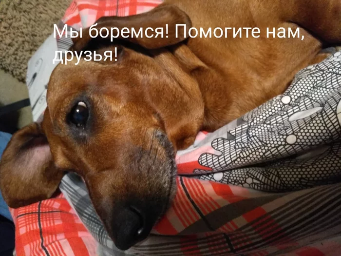 Ryabyat needs help - My, Help, Collection, Dog, Dachshund, Voronezh, Operation