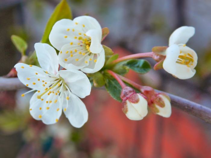 Cherry blossoms - My, Flowers, Bloom, Spring, Cherry, Macro, Macro photography, The photo, April