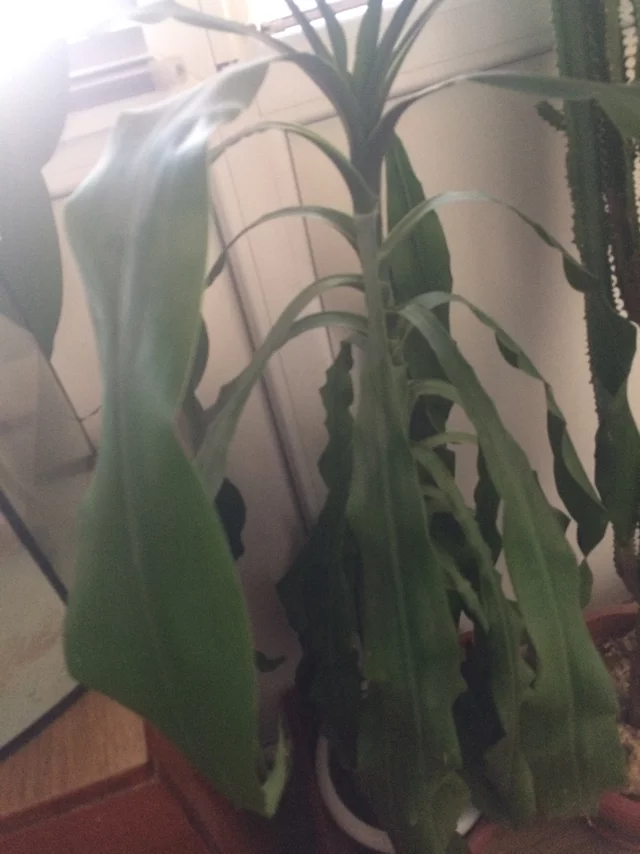 Tell me what kind of plant it is - My, What kind of plant, Ignorance, Longpost