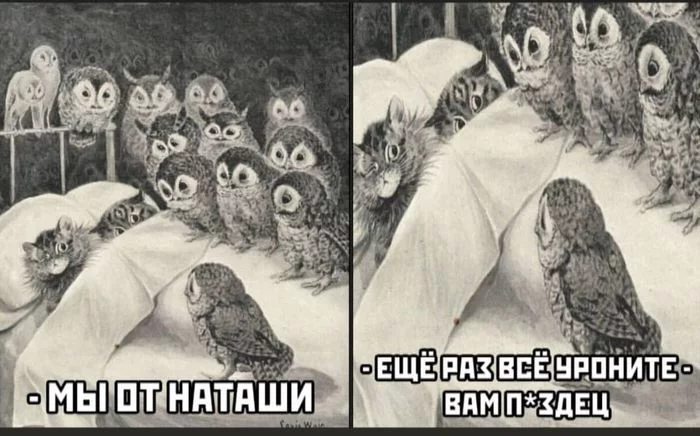 From Natasha, or from all Natashas) - Owl, Funny, Mat, cat