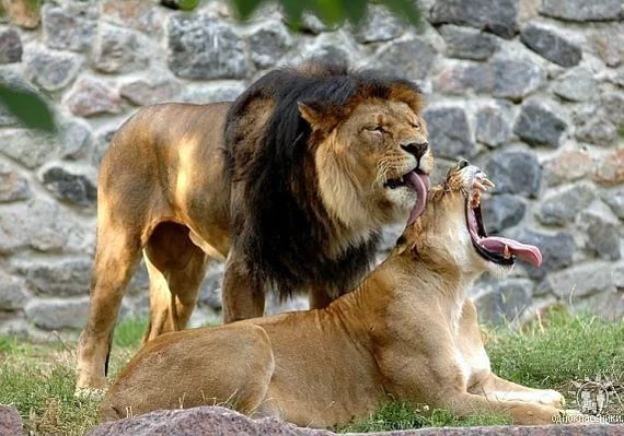 Keep your mouth shut, darling! - a lion, Lioness, Big cats, Family, Relationship, Emotions, Nature, Cat family