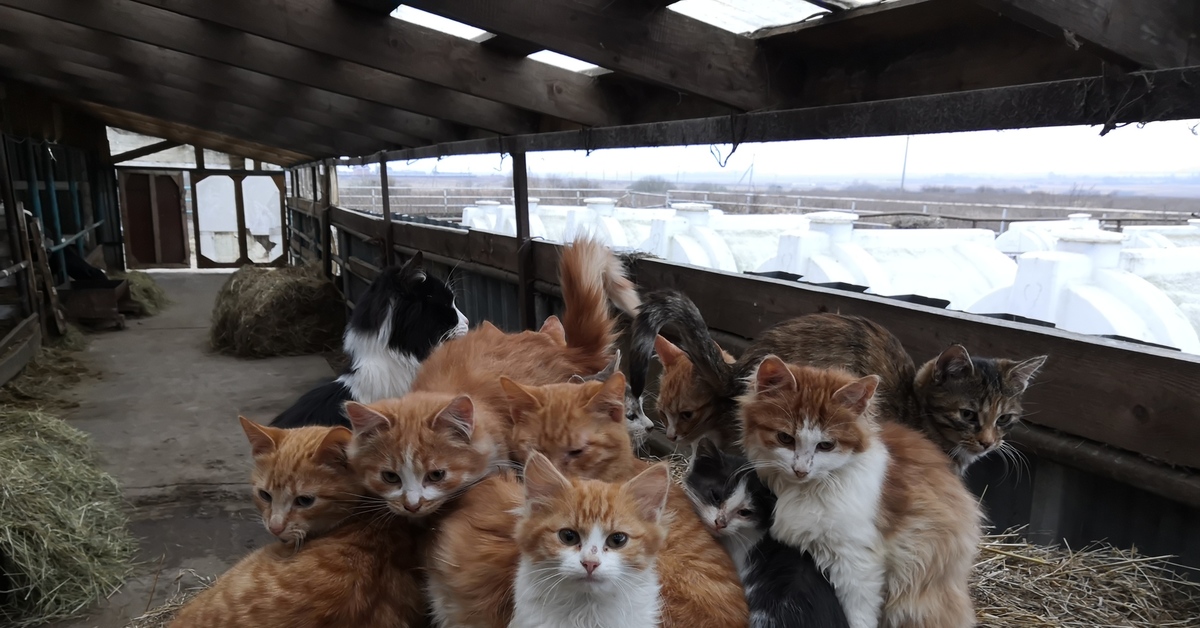 Cat farm. Кошачья ферма. Кошка на ферме. Котенок на ферме. Ферма с котами.