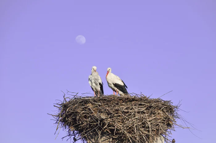 Belarusian storks - My, Republic of Belarus, Travels, Swamp, Pripyat, Stork, White stork, Longpost, Video