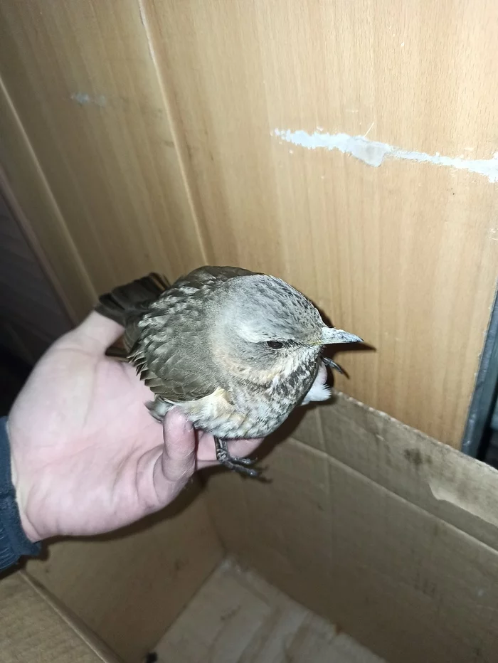 Unsuccessful flight - My, Fieldfare, Birds, Weather, Longpost