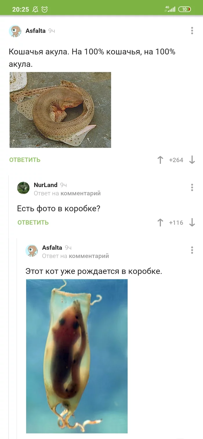 cat shark - Comments on Peekaboo, Shark, Screenshot, Longpost