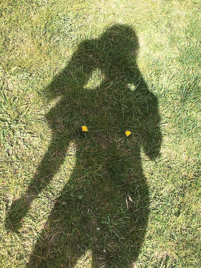 Reply to the post “I couldn’t get past the first dandelions” - Dandelion, Shadow, Flowers, Reply to post, Spring, Wildflowers