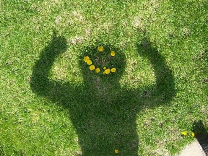 Reply to 3Lolo in “Couldn’t get past the first dandelions” - Old fart, Internet, Flowers, Shadow, Dandelion, Answer, Reply to post, Longpost, Spring