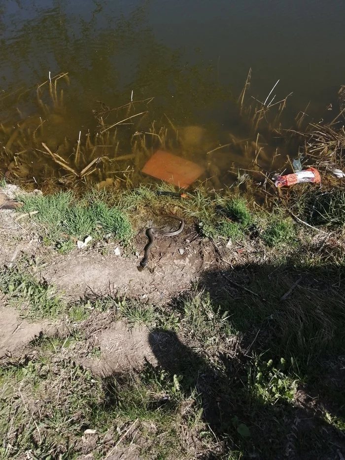 Already eating a toad)) - My, Animals, Already, Toad