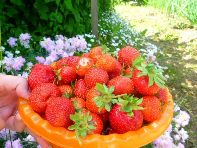 Vitamins) - Berries, Strawberry (plant), Strawberry, Gooseberry, The photo, Currant, Longpost