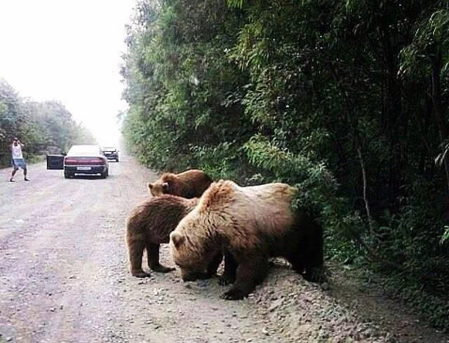 I went out to check the wheel, they came up... - The Bears, Brown bears, Teddy bears, Track, The photo, From the network, Wild animals, Risk