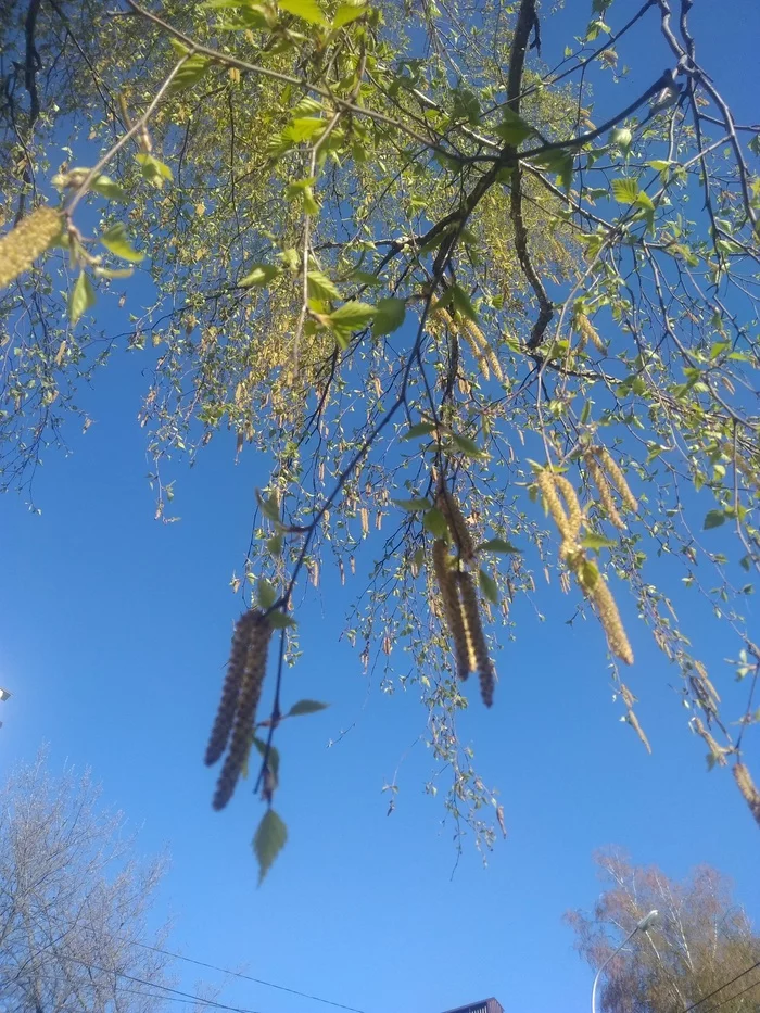 Just a birch tree. Just spring - My, Spring, Birch, The photo