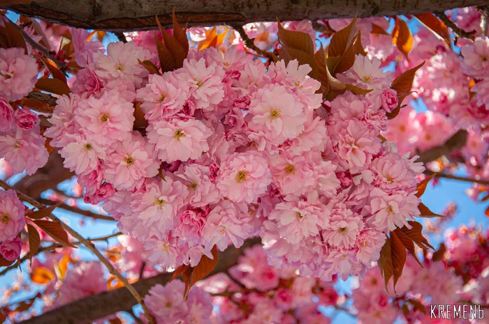 Sakura in Kremenchug - My, Sakura, The photo, Nikon, Spring