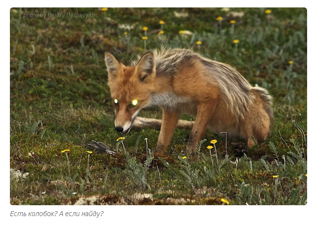 Fox: 400 species of animals in the diet. Domination through cunning - Fox, Animal book, Yandex Zen, Longpost, Animals