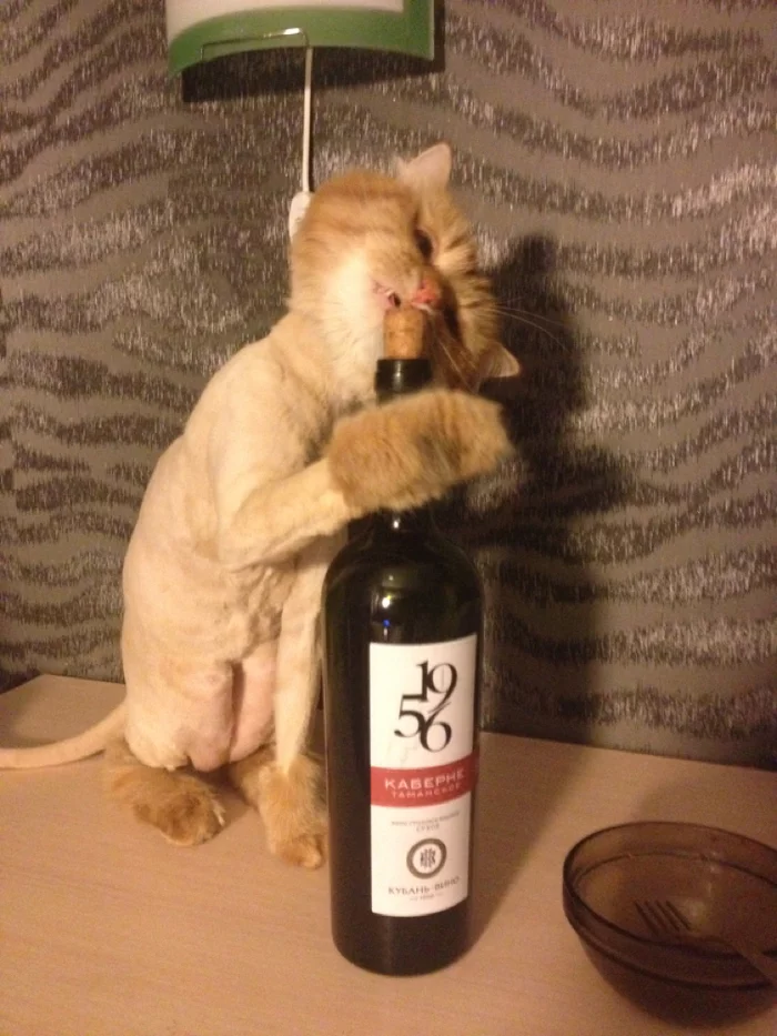 It was and became. I join! - Longpost, It Was-It Was, Redheads, cat, My
