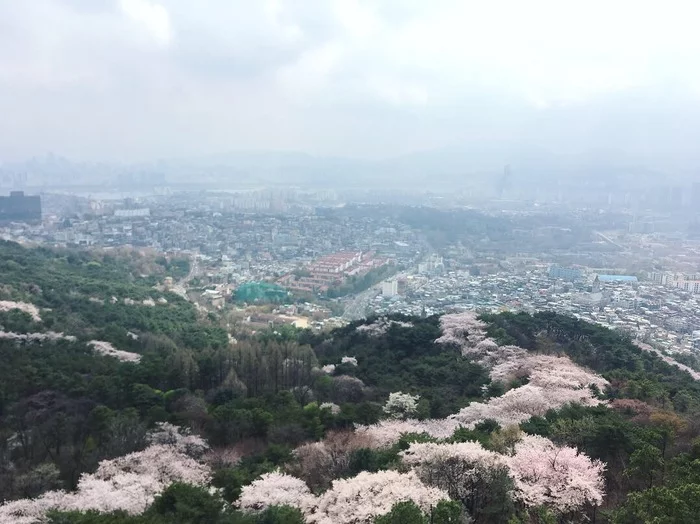 Spring in Seoul - My, The photo, Travels, South Korea, Seoul, Spring, Bloom