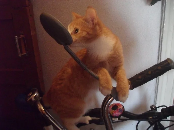 Ode to the bicycle - My, A bike, life safety fundamentals, Let, Longpost, cat