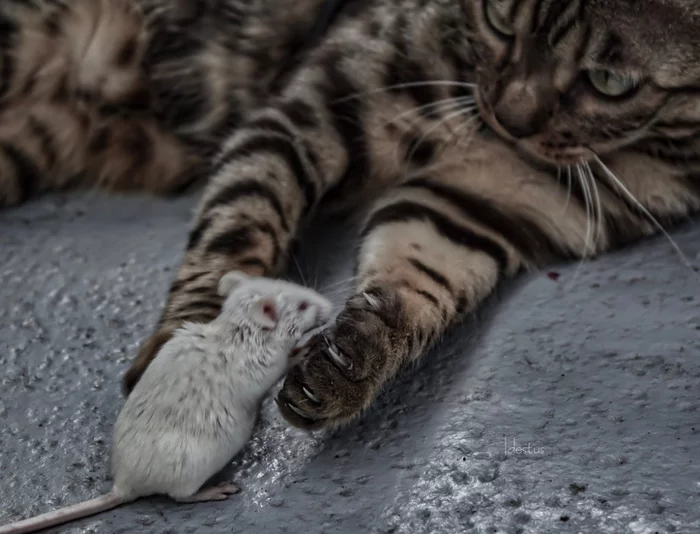 Hunters... - cat, Mouse, Milota, Hunter, Predator, Cats and Mice, The photo