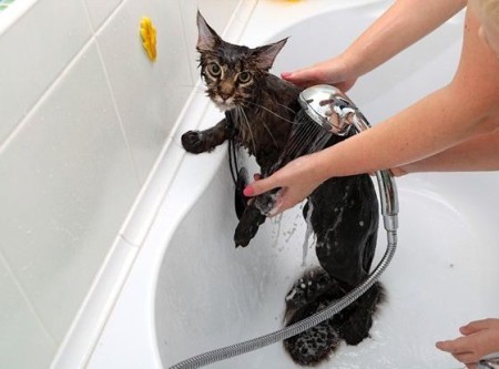 Bathing cats and cats: - My, Cat lovers, cat, Kittens, Longpost, Bathing