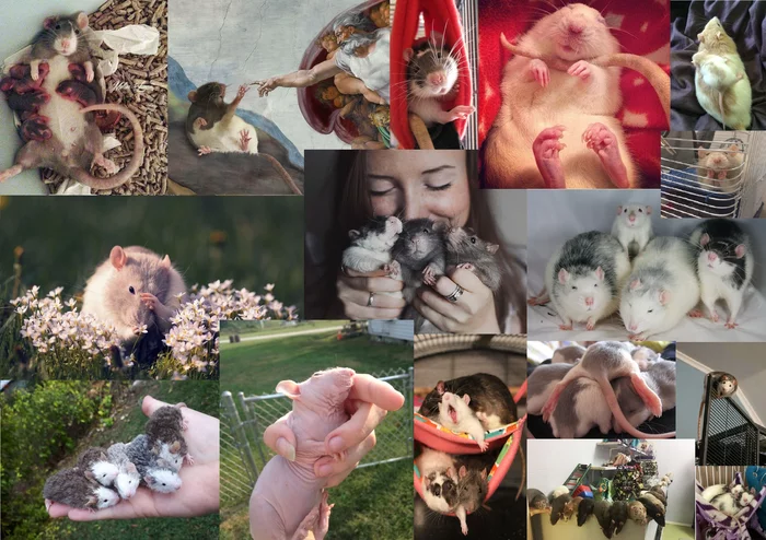 Calendar/wallpaper 2020 with rats for A3 size - My, 2020, Year of the Rat, Collage, Milota, Animals, The calendar, Decorative rats, Nature, Longpost