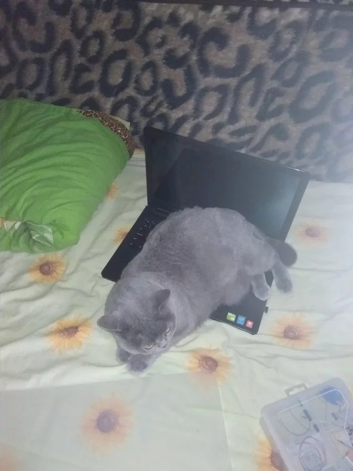 Don't care - My, cat, Indifference, Computer