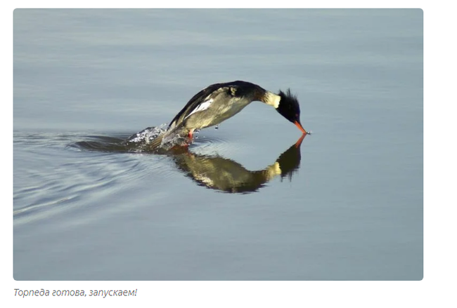 Great Merganser: Trouble with fish - Animal book, Birds, Yandex Zen, Longpost, Animals