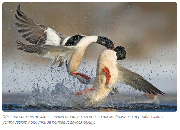 Great Merganser: Trouble with fish - Animal book, Birds, Yandex Zen, Longpost, Animals