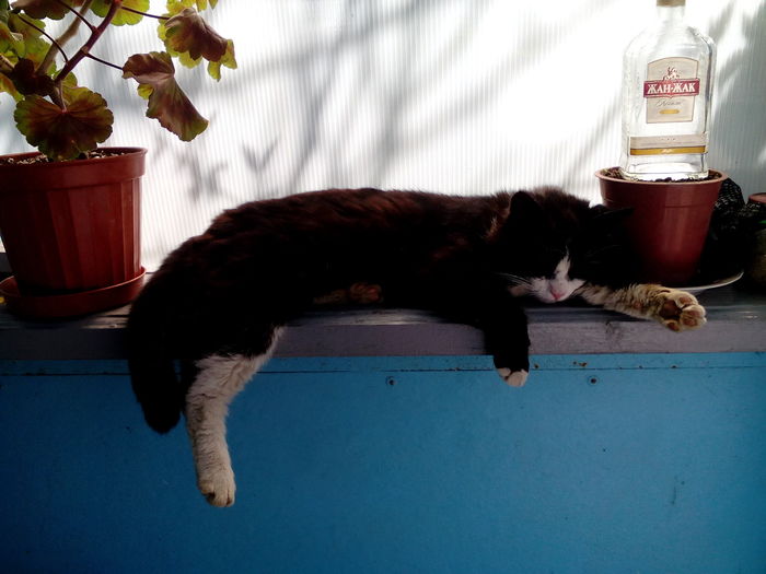 Cats. tired. mi-mi-mi - My, cat, Relaxation, Windowsill