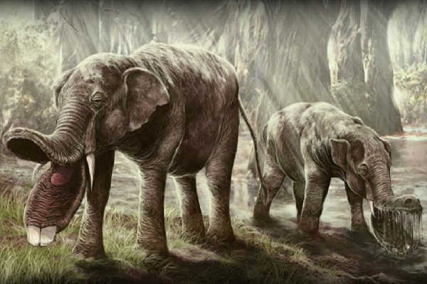 Extinct elephants - My, Elephants, Paleontology, Evolution, Animals, Interesting, Informative, Longpost, Dinoterium