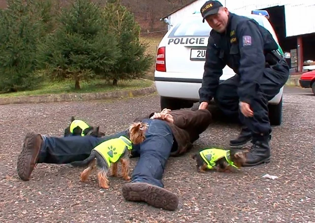 Yorkie service in the Czech police - Dogs and people, Yorkshire Terrier, Video, Dog, Police, Czech, Humor