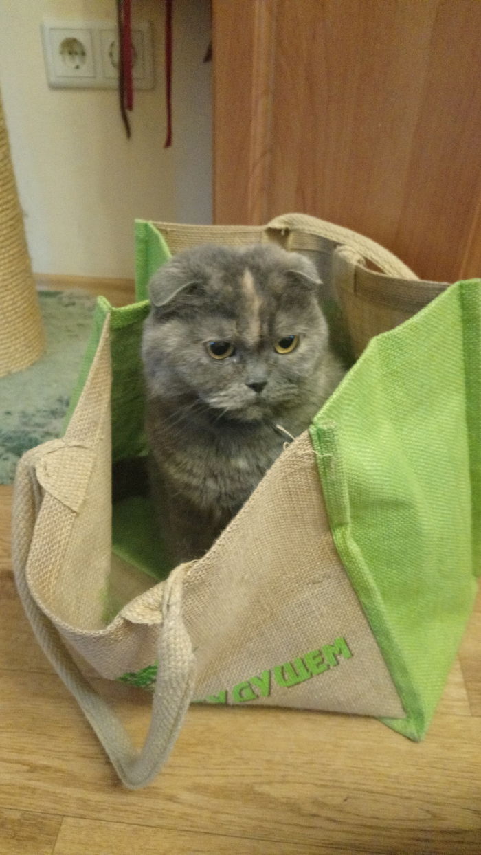 Кошка, которая смогла)