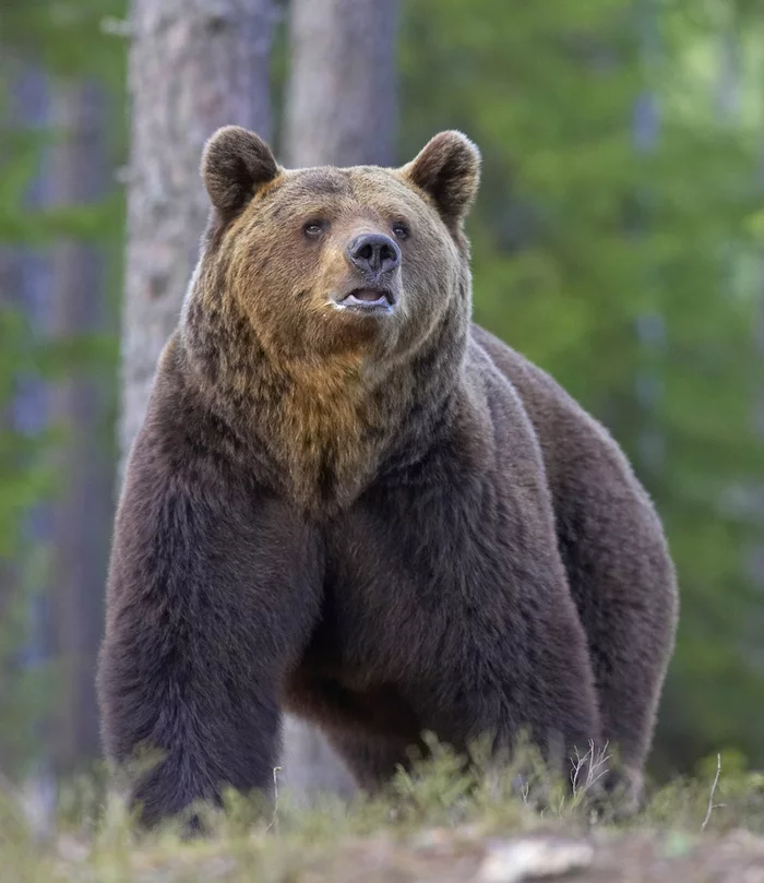 Seize the day - The Bears, Brown bears, Wild animals, Meeting, Risky, wildlife, The photo, From the network