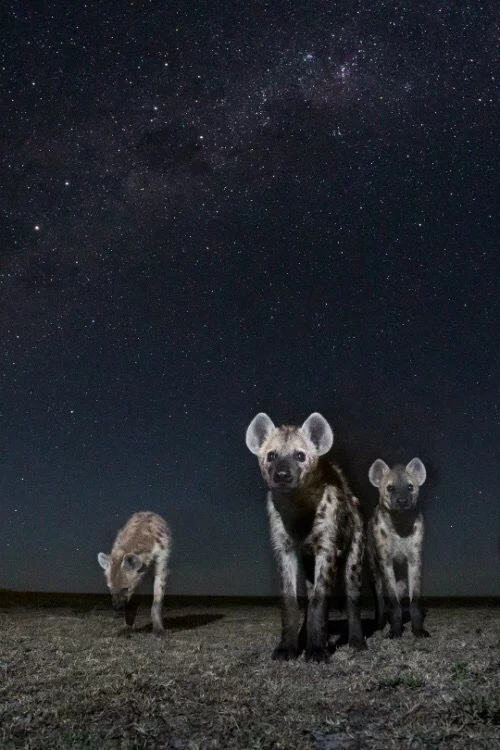 Night owls in the feed - Hyena, Spotted Hyena, Night, Wild animals, Samuel Marshak, Poems, Animals