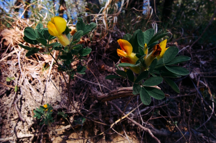 �������� ����������