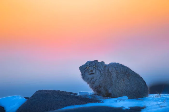 Just manipulative. Just sunset - Pallas' cat, Sunset, beauty, Wild animals, Small cats, Cat family, Predatory animals