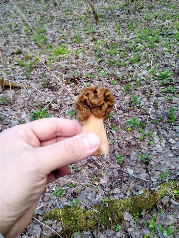 New mushroom catch - My, Mushrooms, Forest, Lines, Morel hat, Smolensk region