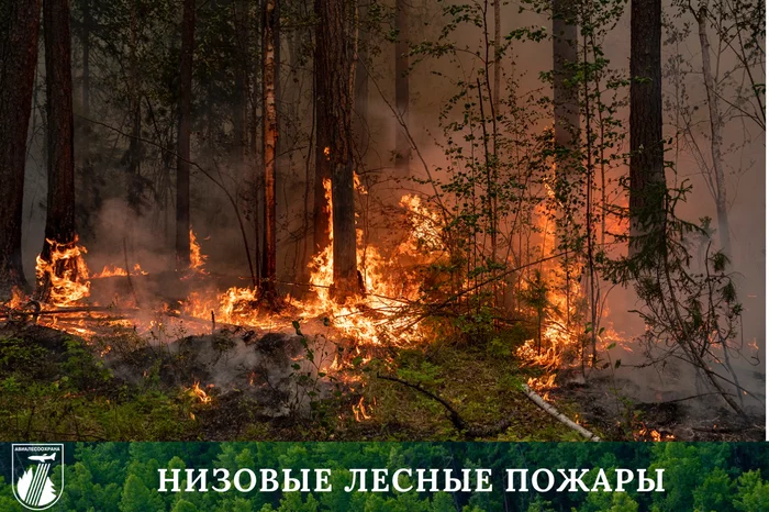 GROUND FOREST FIRES! - My, Forest, Fire, People, Animals, Fallen Grass, Self-isolation, Pandemic, Forest fires